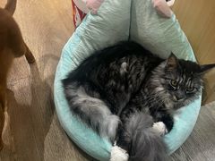 -MOCHA明星猫咖(田子坊店)