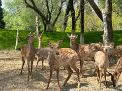 -北京野生动物园