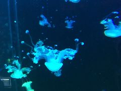 -梦幻海洋王国(吾悦广场张家港店)