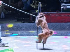 -秦皇岛野生动物园