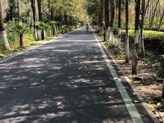 -合肥滨湖国家森林公园