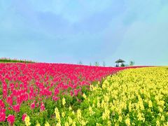 -径山花海
