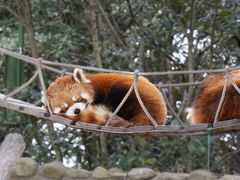 -上海野生动物园