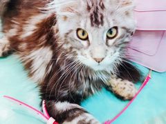 -十年猫舍·猫咪专门店(普陀店)