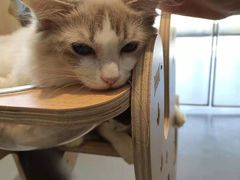 -飞行喵MR PILOT|猫舍·猫咖(静安大融城店)