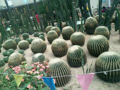 -石家庄市植物园
