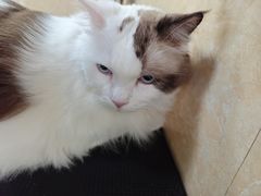 -瑞鹏宠物医院·夜间急症·心超·猫科(祖庙分店)