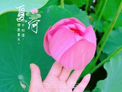 -陈家山荷花公园