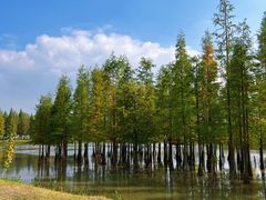 -白鹭湾湿地公园