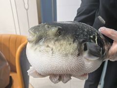 -鲐赏河豚(长寿店)