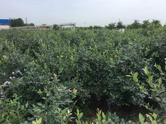 -金谷域澳洲庄园