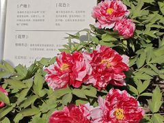 -太阳宫公园