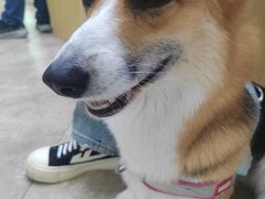 -美联众合动物医院·24h转诊中心