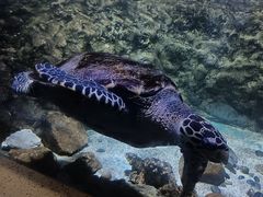 -长春中泰海洋世界