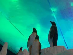 -石林冰雪海洋世界