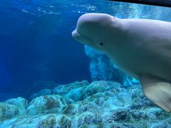 -珠海长隆海洋王国