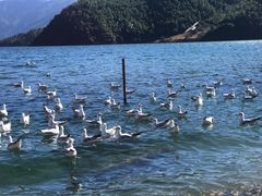 -泸沽湖里格半岛