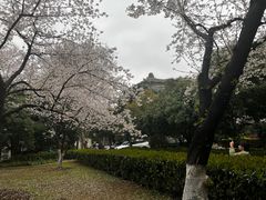-武汉大学-樱园