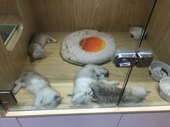 -屋虎猫馆(宝安大仟里店)