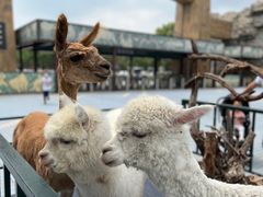 -北京野生动物园