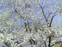 -永定河休闲森林公园