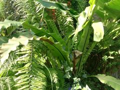 -国家植物园南园