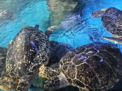 -烟台海昌鲸鲨海洋公园