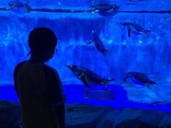 -芜湖新华联大白鲸海洋公园