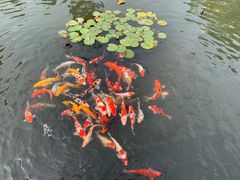 -杭州西湖柳莺里酒店