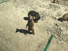 -新疆天山野生动物园