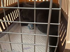 -艾吉宠物医院·疑难杂症转诊中心·猫友好(碧江路院)