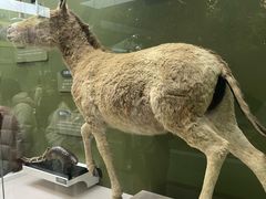 -国家自然博物馆