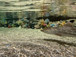 -Zoolung Zoolung动物主题公园(海信广场店)