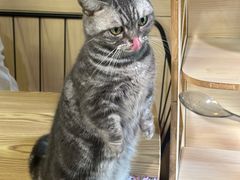 -豆逗聊愈猫阁Easy Life