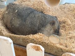 -怪兽屋·羊驼·猫咖·狗咖(俊华广场店)