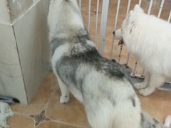 -Let's go狗咖·猫咖·奶狗·桌游(春熙路IFS店)
