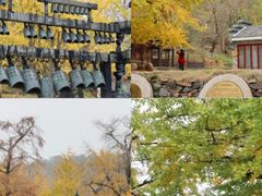 -千年银杏谷文化旅游区