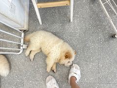 -Let's go狗咖·猫咖·奶狗·桌游(春熙路IFS店)