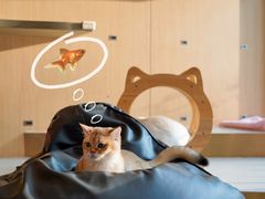 -飞行喵MR PILOT|猫舍·猫咖(静安大融城店)