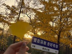 -森林公园(尖草坪区)