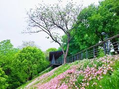 -西湖风景区-江洋畈生态公园