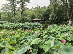 -成都市文化公园