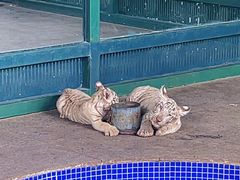 -秦皇岛野生动物园