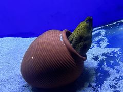 -江和美海洋公园