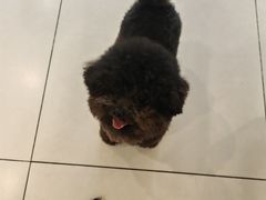 -安安宠医·臻爱宠物医院外科专科医院(双成三路分院)