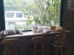 -豆逗聊愈猫阁Easy Life