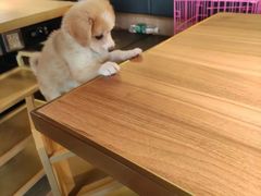 -季季红火锅(动壹店)