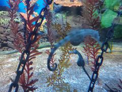 -上海海洋水族馆