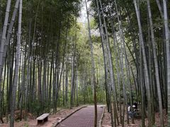 -青龙山国家森林公园