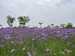 -同里国家湿地公园